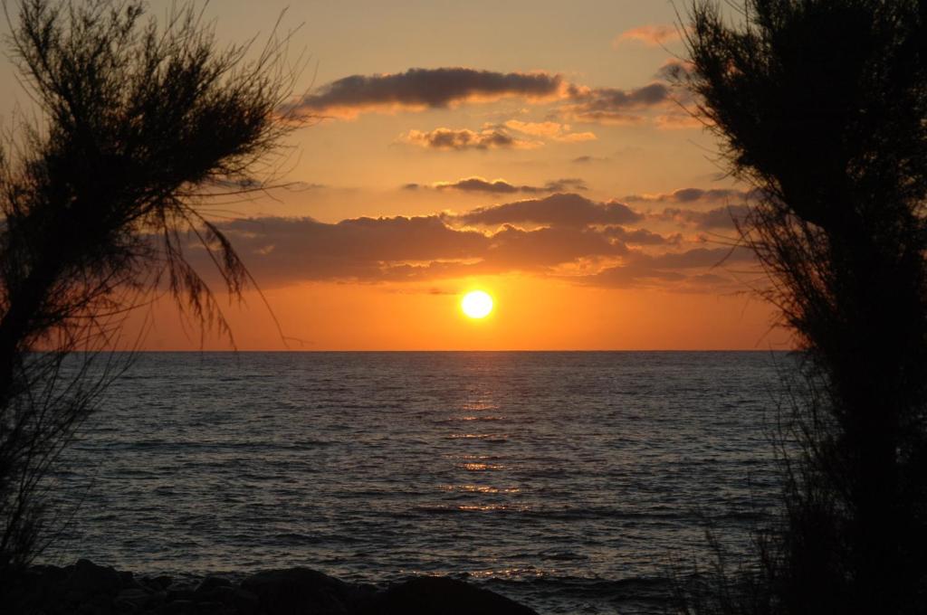 Saulriets virs jūras, ar zelta un oranžiem toņiem, ko ieskauj tumši zaļi augi.