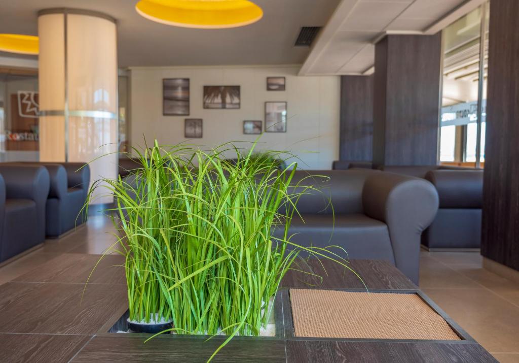 Zaļš augs interjerā, novietots uz galda, ap vienkāršām melnām mēbelēm un gaišām sienām, radot mūsdienīgu un viesmīlīgu atmosfēru.