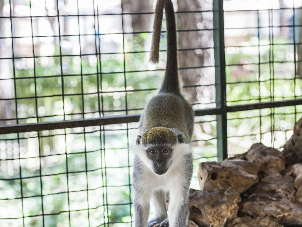 Pīķa pelēkā pērtiķa tuvplāns zooloģiskajā dārzā, zaļumi fona