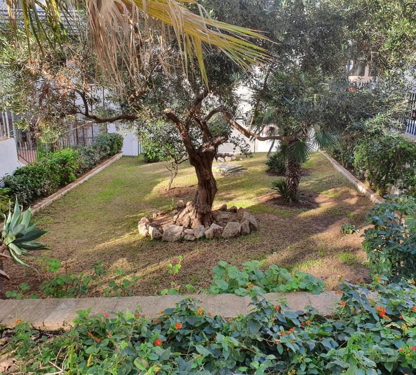 Dārzs ar olīvu koku centrā, ap kuru ir akmeņu aplis. Apkārt ir zāle un dažādi krūmi, kā arī palmu lapas.