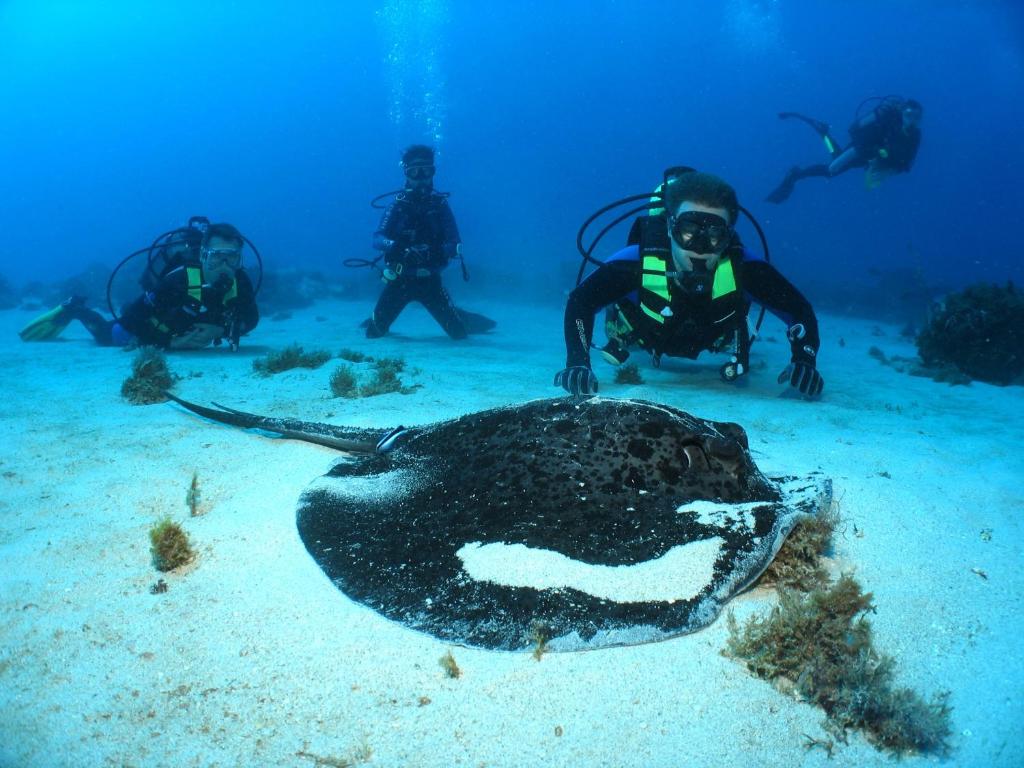 Zirgu skaidrojumu tuvumā redzami nirēji, kas pēta zemūdens vidi, un liels stingrs, kas atrodas uz smilšaina jūras dibena.