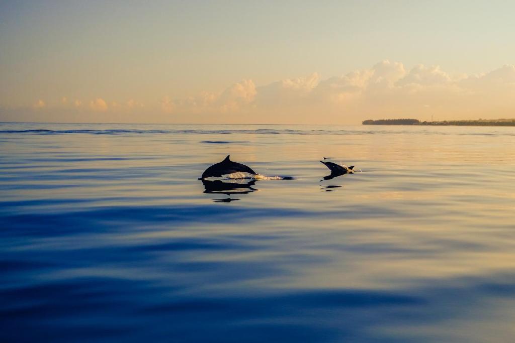 Delfīni peld pie LUX* Le Morne piekrastes saulainā rītā.