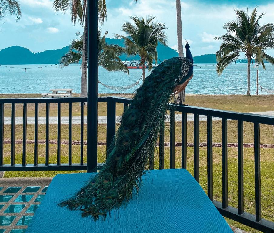 Pūce pie The Aiyapura Koh Chang Resort ar jūru fona, dabas ainava