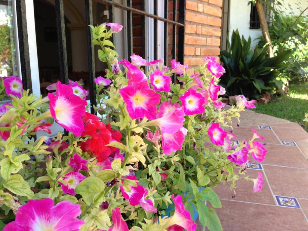 Krāsainu petūniju pušķis ar rozā un sarkaniem ziediem, kas aug pie mājas loga, radot dzīvīgu un patīkamu atmosfēru.