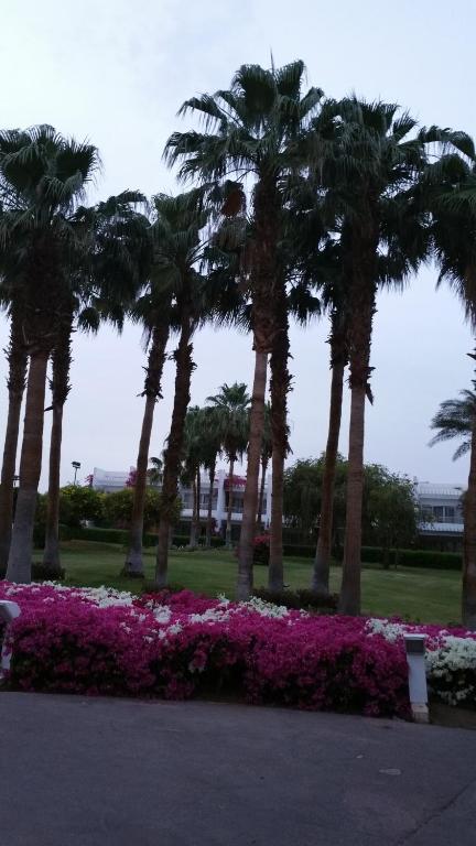 Tropiska ainava ar augstiem palmu kokiem un krāsainām ziedu dobēm, kas rotā zāli. Skats rada mierīgu un atpūtu veicinošu atmosfēru.