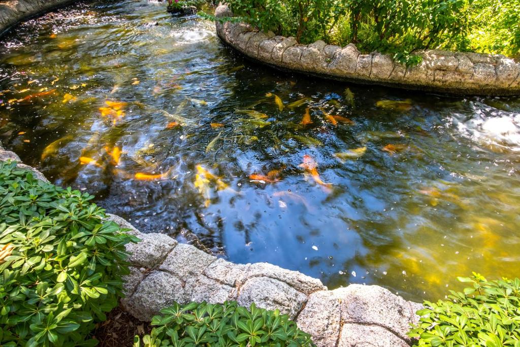 Dīķis ar zelta zivtiņām pie Mirada Del Mar Hotel