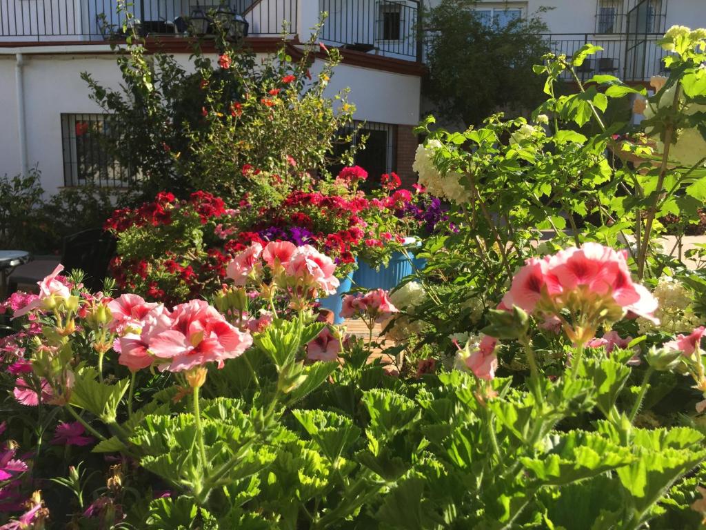 Krāsains dārza skats ar ziedošām puķēm, tostarp rozā un baltām pelargonijām, kas rada dzīvīgu un košu atmosfēru. Fons ar zaļām krūmiem un māju logiem papildina ainavu.