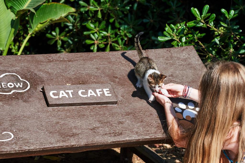 Kāds kaķēns spēlējas uz galda pie kaķu kafejnīcas, kamēr meitene viņam piedāvā ēdienu. Apkārt ir zaļumi un saule.