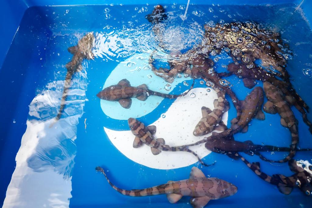 Akvārijā peld mazie haizivis, veidojot brīvu un dinamisku ūdens ainavu. Ūdens virsma ir dzidra, ar burbuļiem, kas piešķir attēlam dzīvīgumu.