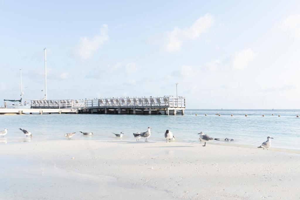 Dabas skats pie Cancun Bay Resort ar putniem piekrastē.