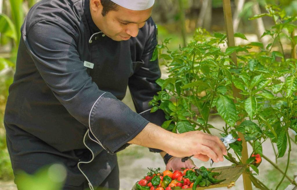 Kulinārijas speciālists novāc svaigus tomātus un čili piparus no dārza, izmantojot dārza instrumentus. Zaļumi un augļi ir bagātīgi, norādot uz veselīgu ražu.