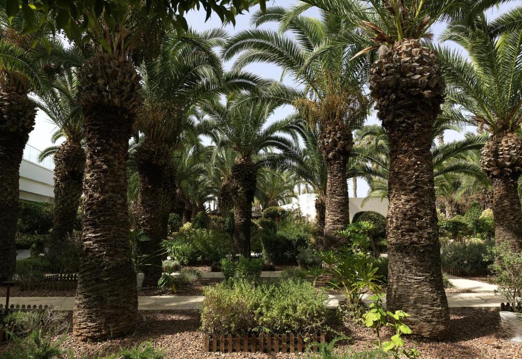 Palmu dārzs pie The GrandResort Limassol Cyprus.