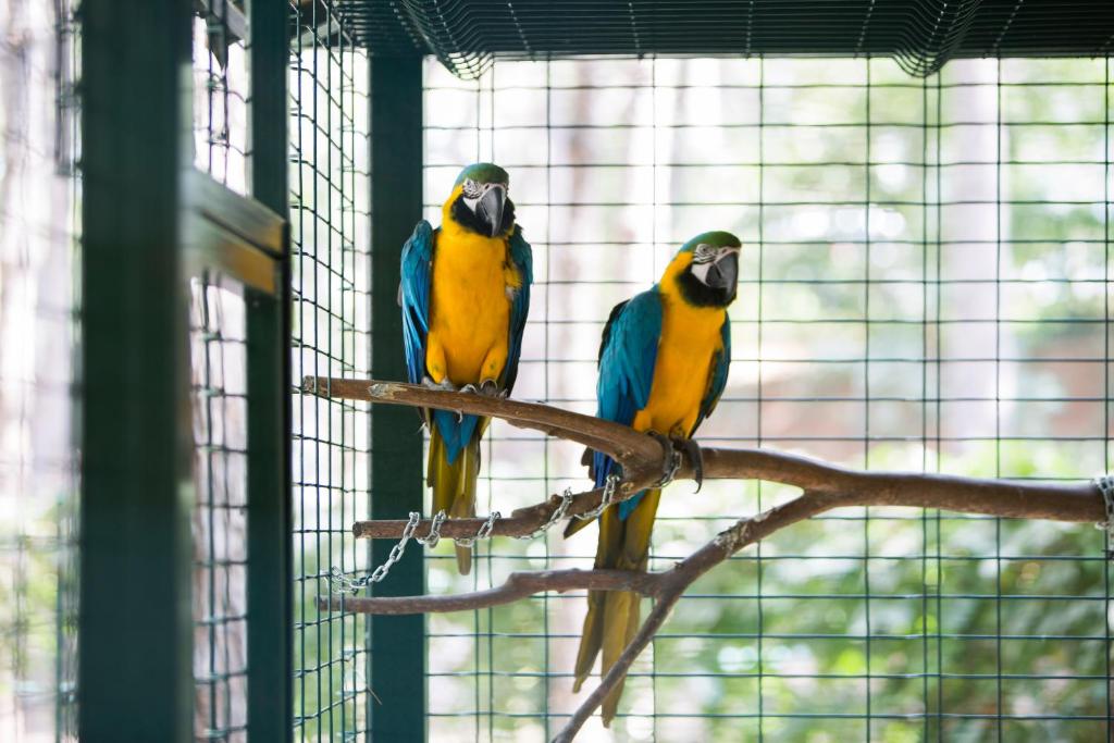 Divi krāsaini papagai pie Bellis Deluxe Hotel