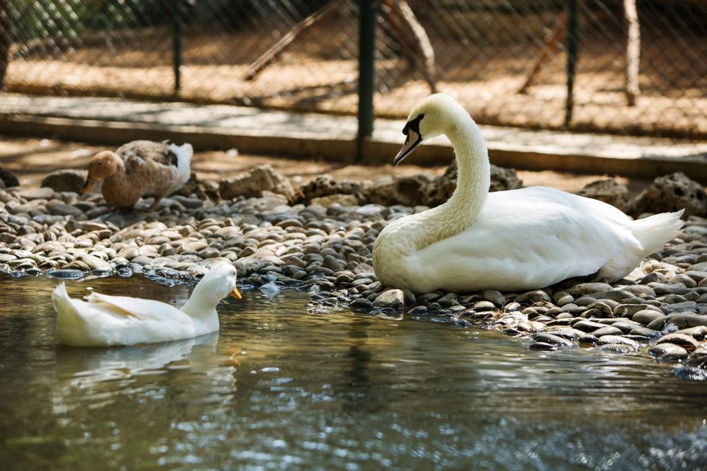 Skaista pīle un gulbis pie Bellis Deluxe Hotel ūdenskrātuves.