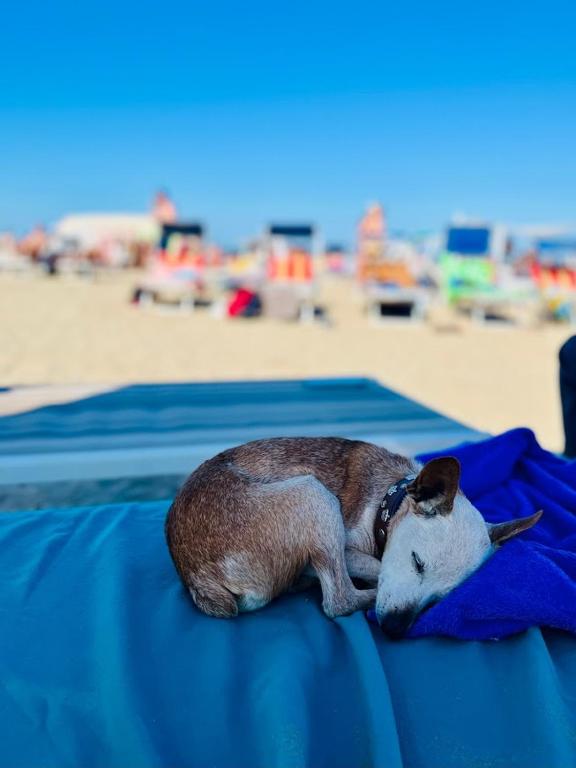 Miegs suns guļ uz pludmales dvieļa, fonā redzami pludmales krēsli un zila debesis.