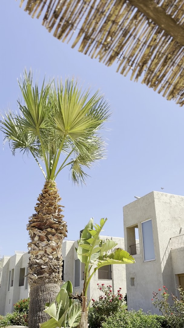 Vasia Resort & Spa dārza zona ar palmām un ziedošiem krūmiem pie viesnīcas korpusiem — saulaina diena Krētas kūrortā