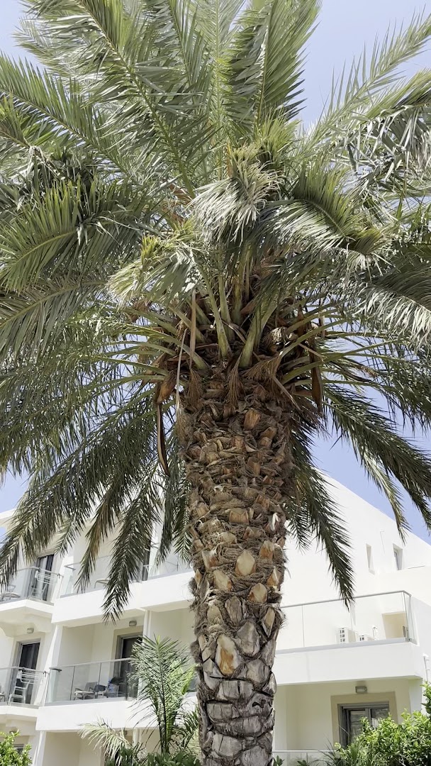 Augsta palma Ariadne Beach viesnīcas pagalmā pie baltas ēkas ar balkoniem zem skaidrām debesīm Krētā