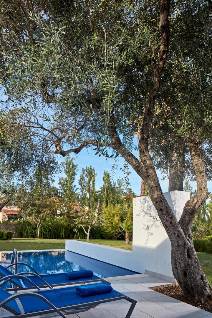 Kontokali Bay Resort & Spa sauļošanās krēsli pie numura baseina olīvkoku ēnā dārza teritorijā