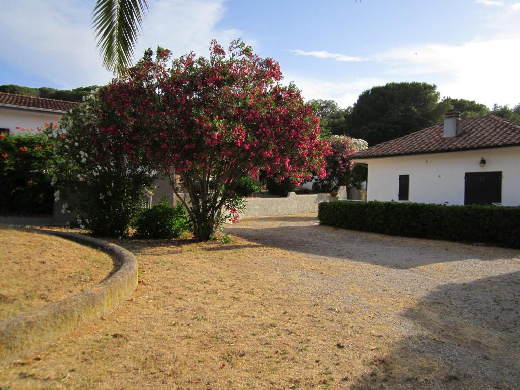 Skaista ainava ar ziedošu koku un mājīgu apbūvi, kas ieskauta dārzā. Ideāla vieta atpūtai un relaksācijai.