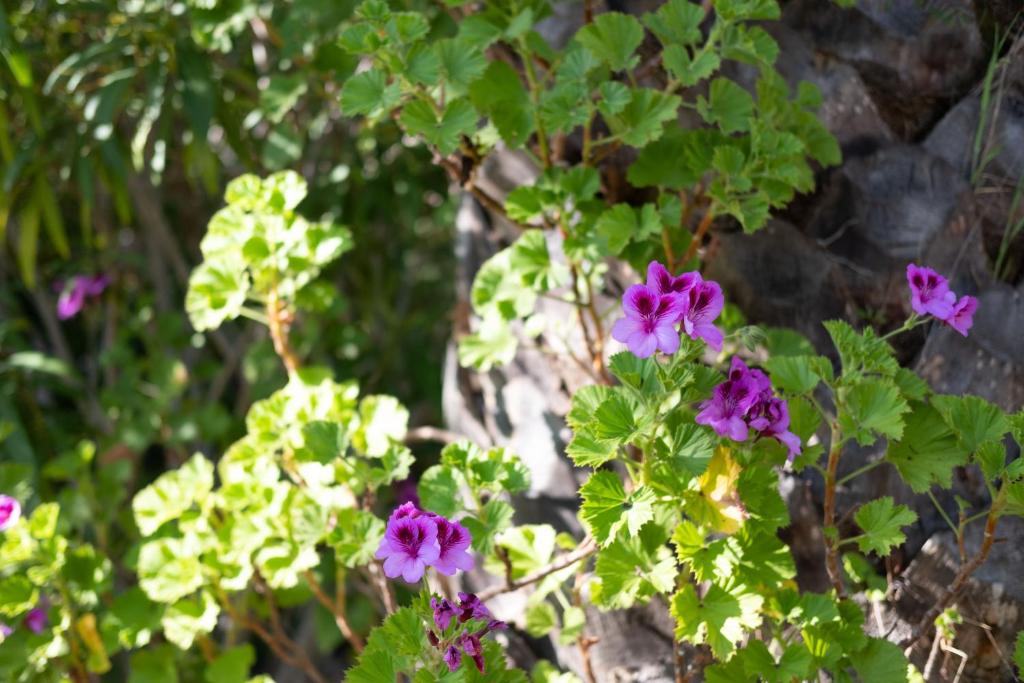 Krāšņi ziedi pie Quinta do Mar Country & Sea Village