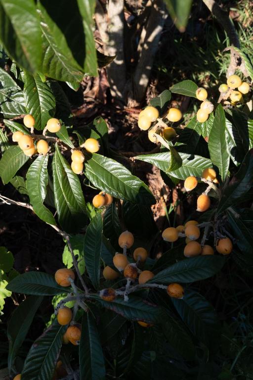 Augļu koks ar dzelteniem augļiem pie Quinta do Mar Country & Sea Village