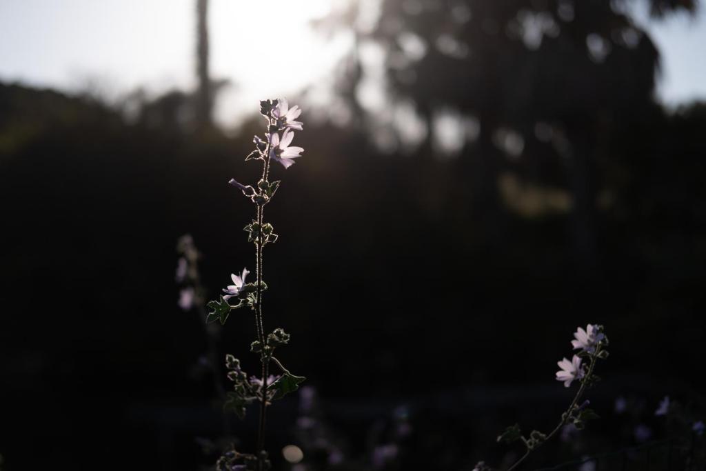 Ziedi saulē pie Quinta do Mar Country & Sea Village