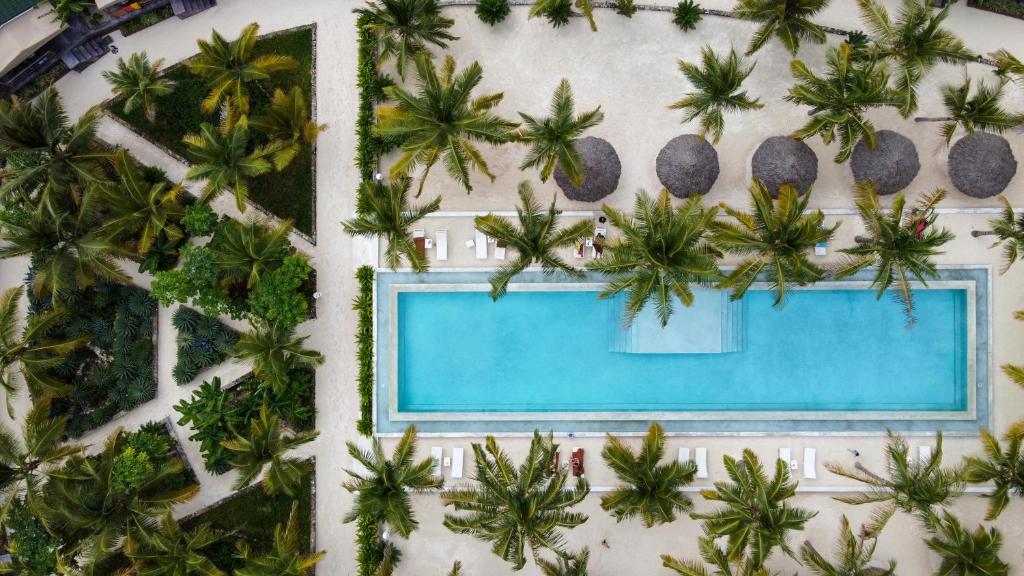 Mwezi Boutique Resort baseins un palmas no augšas
