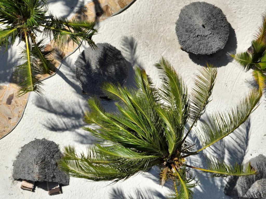 Pludmales skats ar palmām Zula Zanzibar viesnīcā.