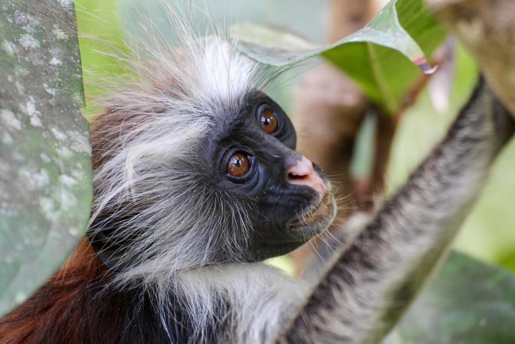 Tuvplānā redzamais pērtiķis Zanzibāras džungļos.
