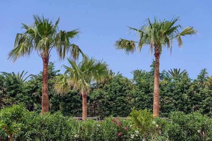 Zeus Hotels Ydoria Resort dārza ainava ar palmām un zaļiem krūmiem Krētā — saulains skats uz viesnīcas labiekārtoto teritoriju