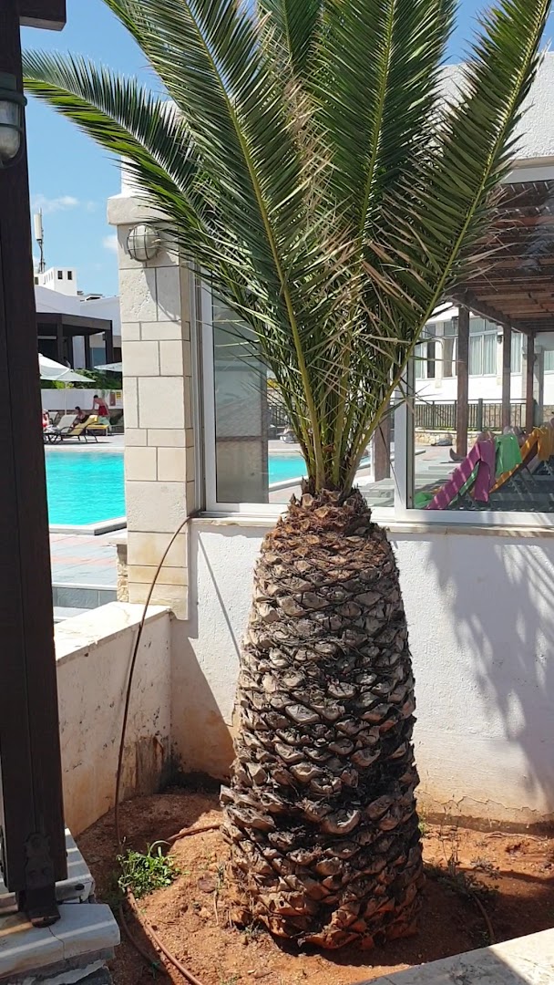 Annabelle Beach Resort teritorijas apstādījumi ar palmām un skatu uz baseina zonu saulainā dienā Krētā.