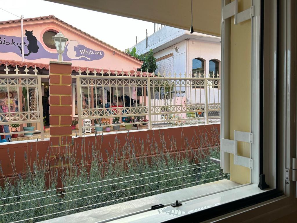 Skats no loga uz krāsainu veikalu ar nosaukumu "Black Cat" un "White Cat", kas atrodas pretī, apzaļumota teritorija ar puķu podiem.