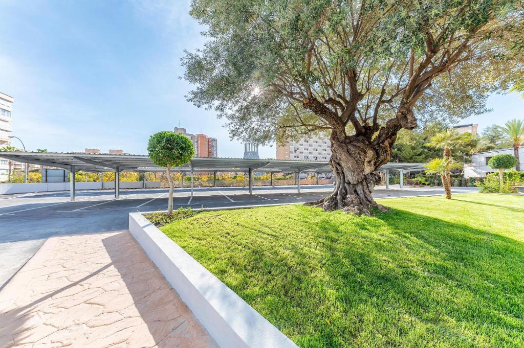 Labi kopta laukums ar lielu olīvu koku un apzaļumotu zālienu, kā arī daļēji apsegu stāvvietu.