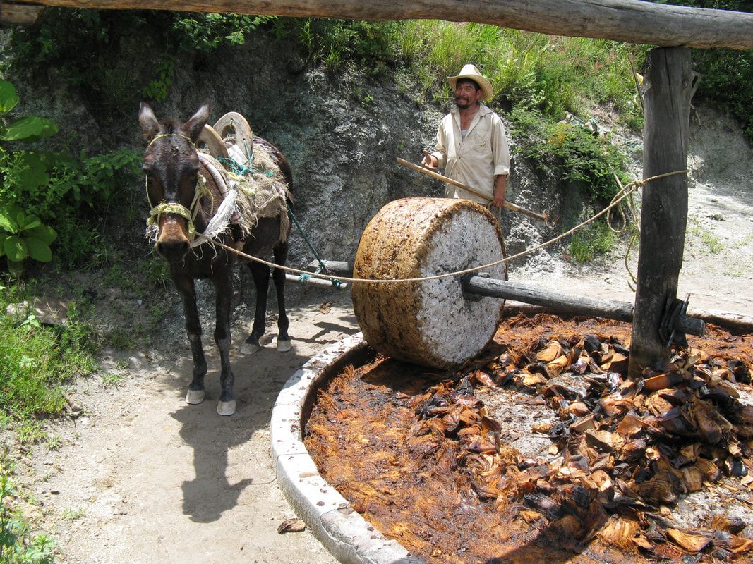 Tradicionālā mezcal degustācija Oahakā – akmens tahona dzirnavas ar zirgu Vanilla Travel ceļojumā