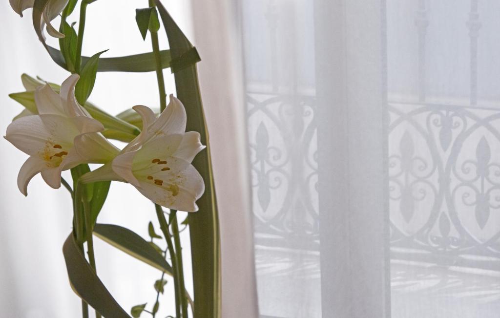 Balto liliju ziedu grupas tuvplāns ar caurspīdīgu aizkaru fona. Ziedi izceļas ar smalkām detaļām un augu rakstām.