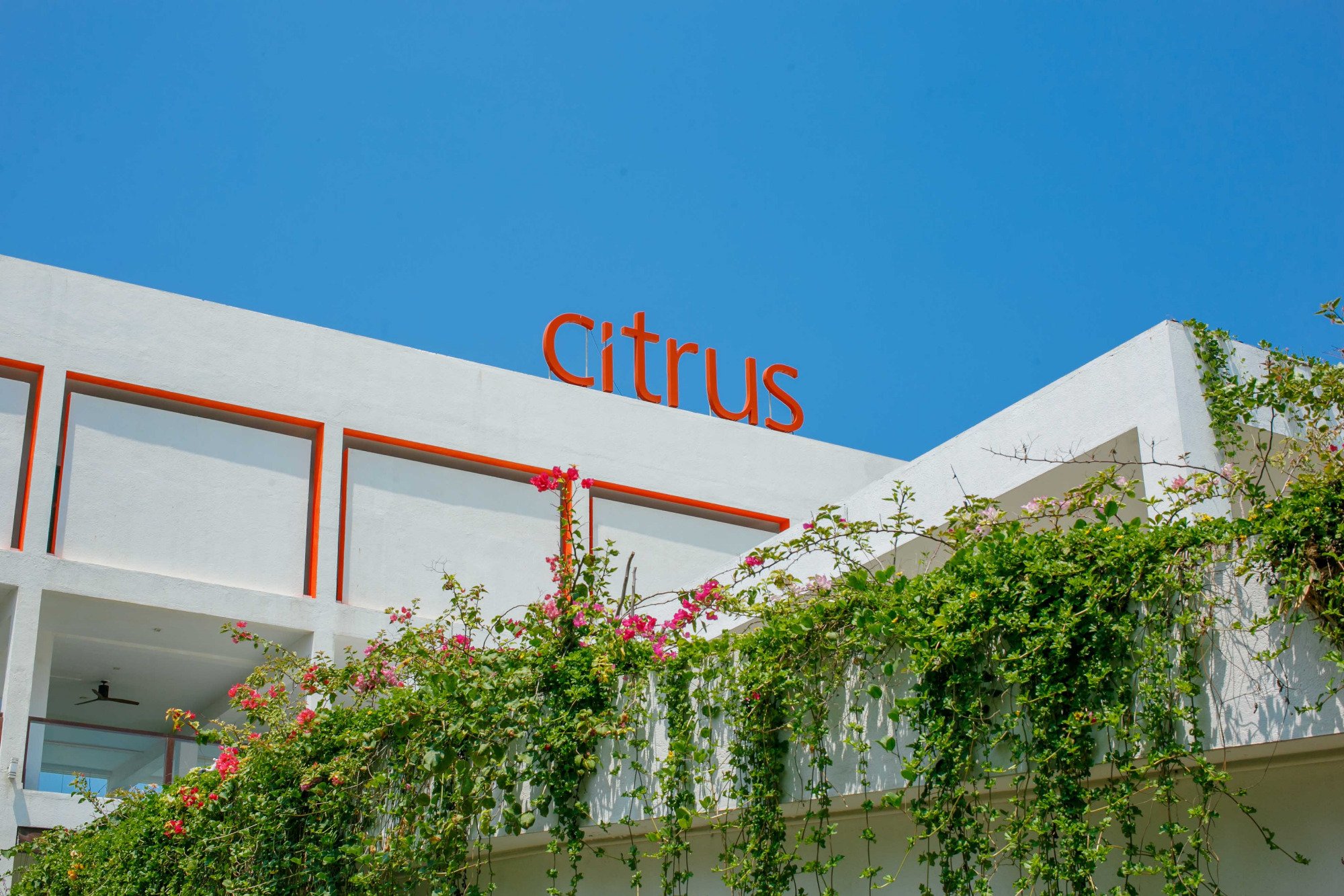 Citrus Waskaduwa fasāde ar ziediem un zilu debesu fonu