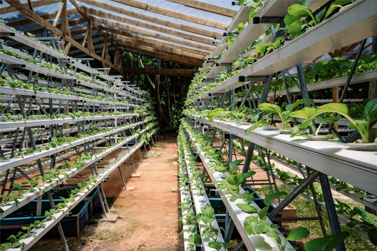 Svaigi zaļumi un dārzeņi Kempinski Seychelles Resort hidroponiskajā dārzā.