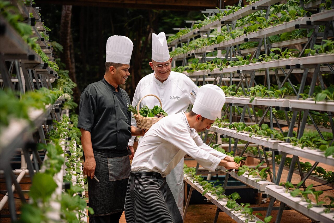 Kempinski Seychelles Resort šefpavāri vāc svaigus garšaugus un dārzeņus viesnīcas hidroponiskajā dārzā