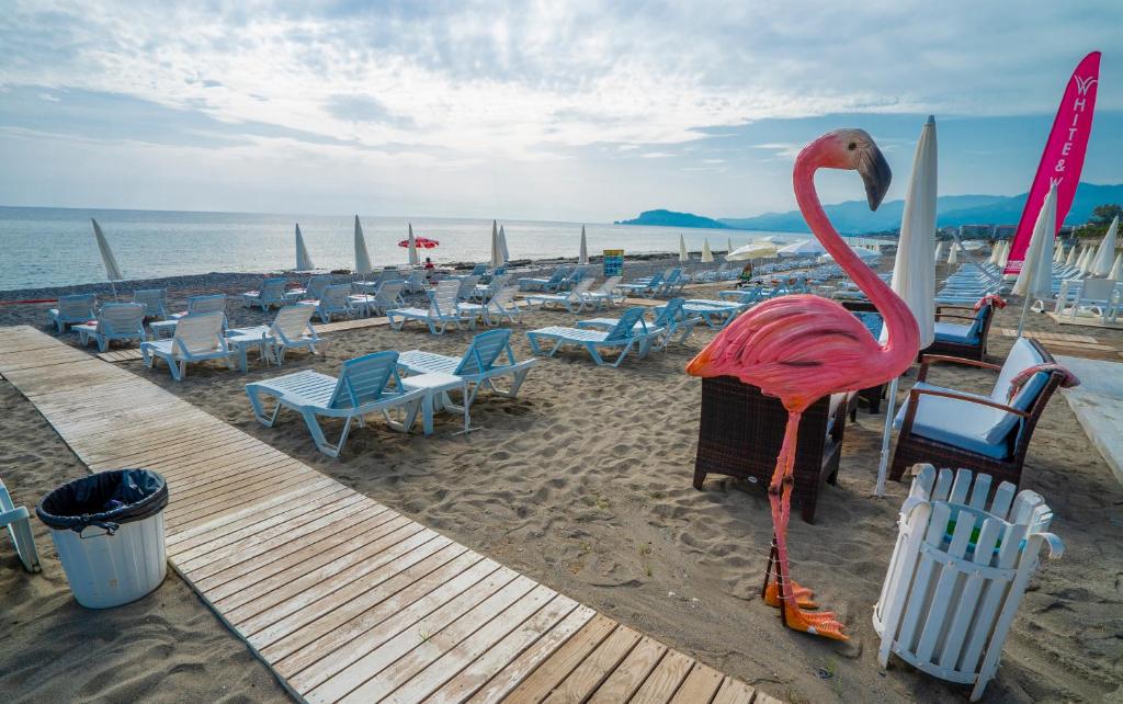 Viesnīcas CAMPUS HILL HOTEL pludmale ar rožainu flamingo un sauļošanās krēsliem.