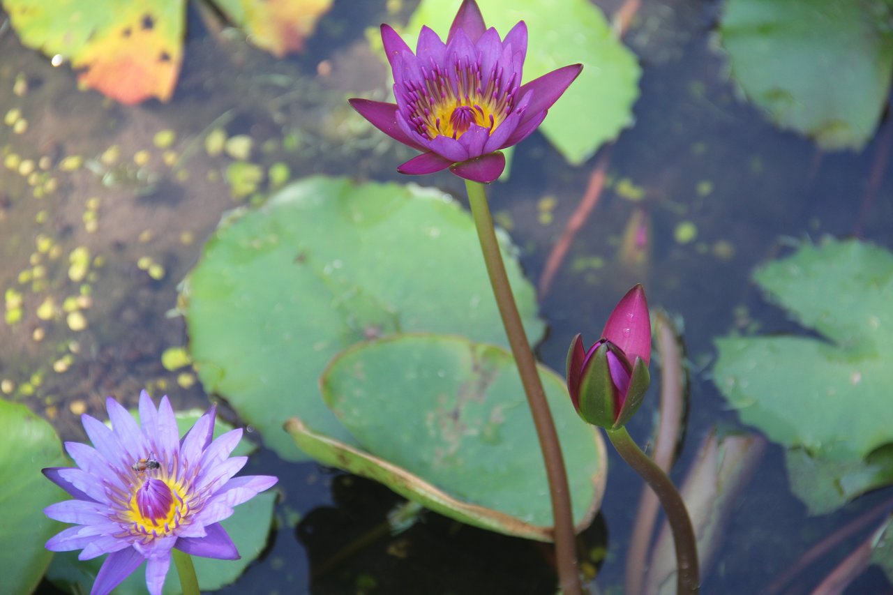 Violetas ūdensrozes dīķī pie Ca Ty Resort.