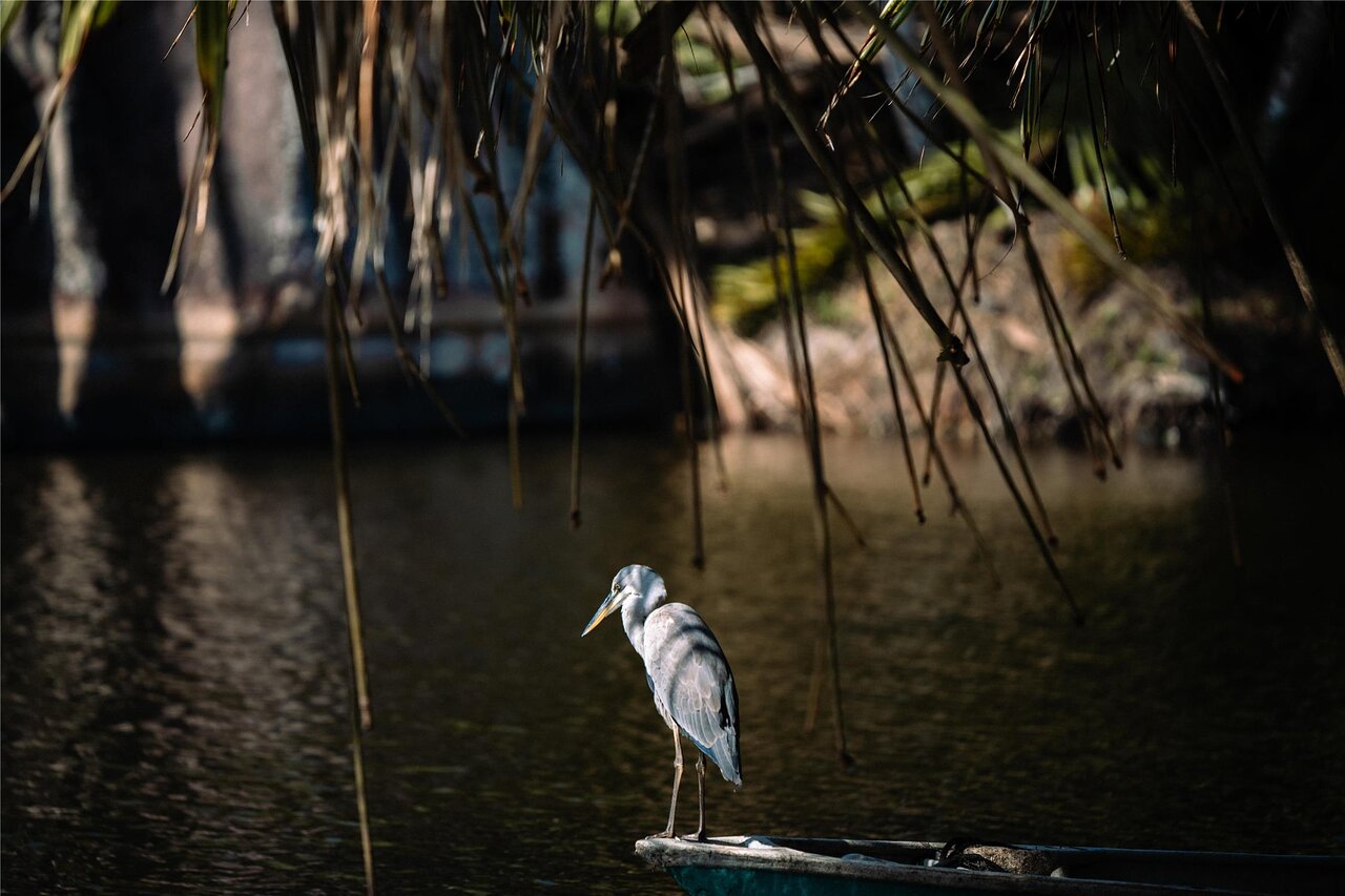 Gārnis uz laivas malas rāmajā Kempinski Seychelles Resort lagūnā