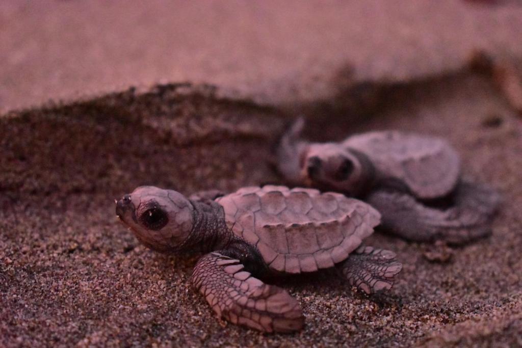 Jauni jūras bruņurupuči rāpo pa smiltīm, gatavojoties doties uz ūdeni. Mīksts apgaismojums piešķir ainai maigu noskaņu.