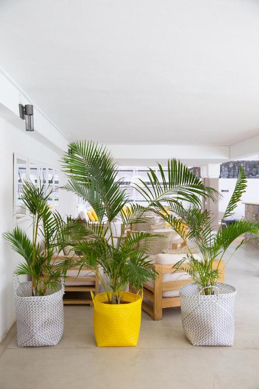 Mūsdienīga telpa ar tropiskiem augiem, kas ievietoti krāsainos grozos, piedāvā patīkamu un relaksējošu atmosfēru. Gaisma un minimālisma stils rada mājīgu un svaigu izskatu.