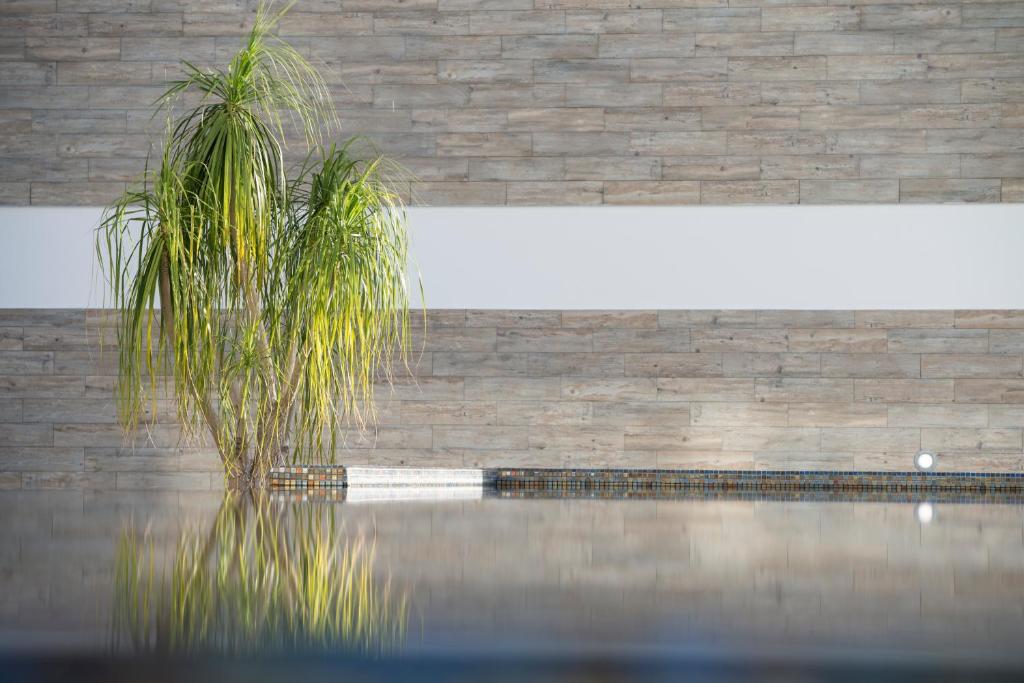 Mūsdienīgs interjers ar palmām un ūdens virsmu, atspoguļojot harmoniju un relaksāciju. Ideāls vidi, lai atpūstos un baudītu mieru.