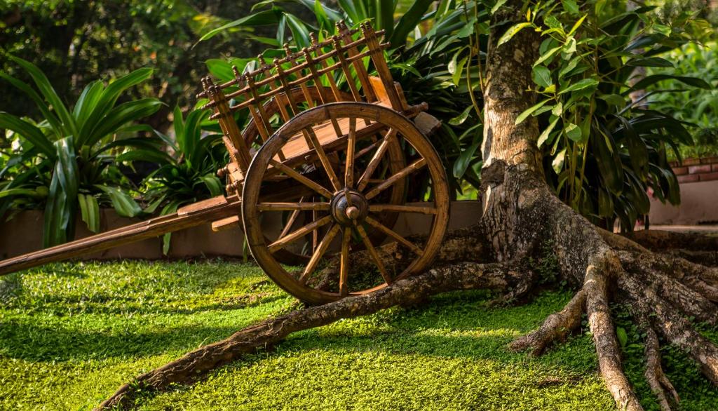 Koka rati, kas balstīti uz zāles seguma, blakus lielam kokam ar izteiktām saknēm un sulīgām zaļām lapām.