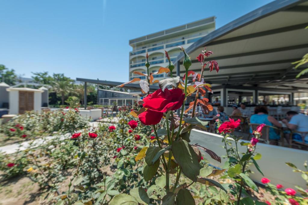 Sarkano rožu dārzs viesnīcas terasē ar ēdināšanas zonu fonā, saulains laiks un skaidra debesis.