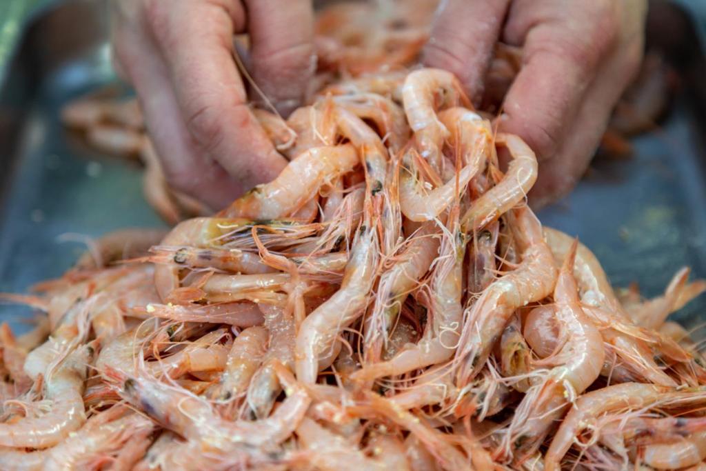 Svaigi sagatavoti garneles, kuras rokās tur cilvēks. Rūpnieciskā sagatavošana jūras veltēm.