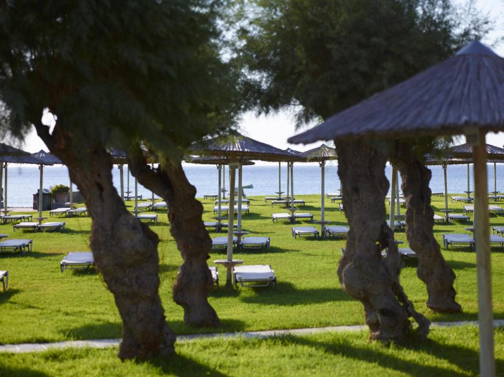 Peldvietas ar guļamkrēsliem un saulessargiem pie jūras, kurā redzami koku silueti un zaļa zāle.