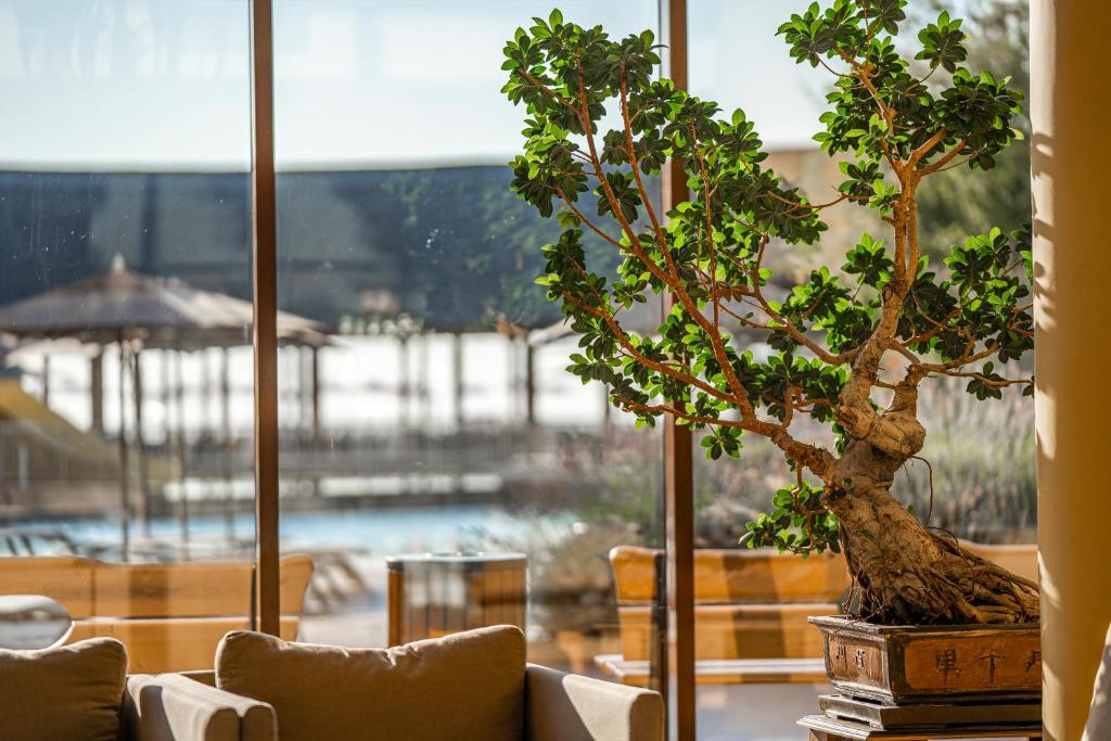 Mūsdienīga interjera ainava ar bonsai koku, kas novietots pie liela loga, caur kuru redzams baseins un atpūtas zona. Daba un mūsdienīgs dizains harmoniski saplūst kopā.