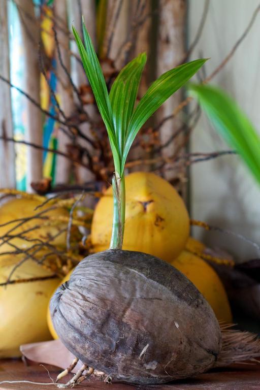 Kokosrieksts ar jaunu lapu, kas iznāk no tā augšpuses, fona ir dzelteni kokosrieksti.